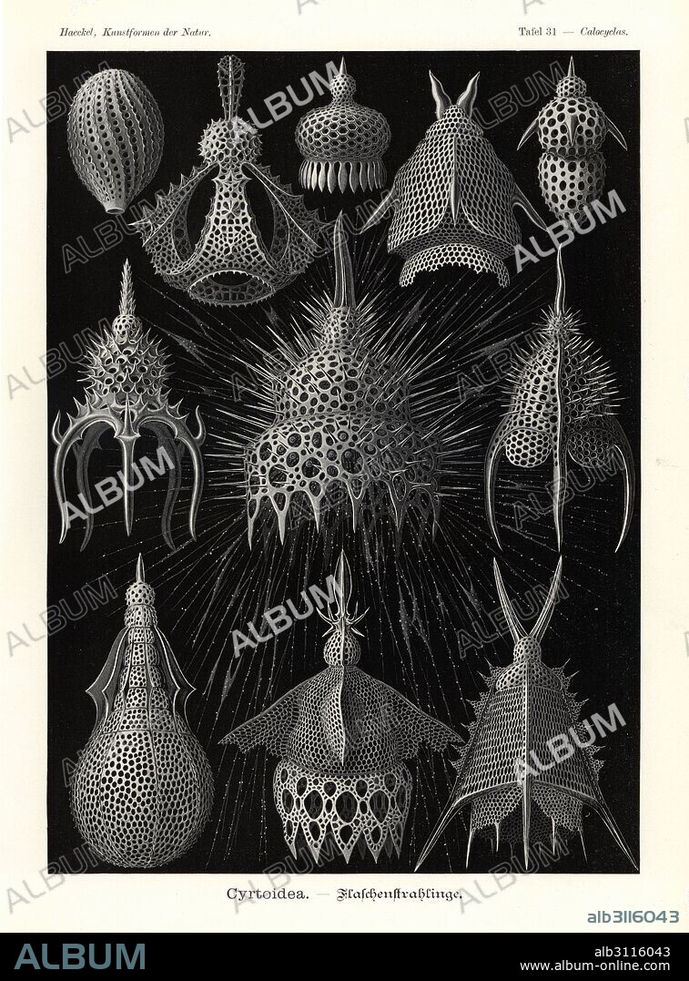 Cyrtoidea or radiolaria protozoa skeletons: Artostrobiidae species 1, Clathrocanium reginae 2, Pterocorythidae species 3, Lipmanella bombus 4, Theoperidae species 5, Thyrsocyrtis species 6, Calocyclas monumentum 7, Pterocanium trilobum 8, Amphipyndacidae species 9, Nassellaria species 10, and Pterocanium elegans 11. Chromolithograph by Adolf Glitsch from an illustration by Ernst Haeckel from Art Forms in Nature, Kunstformen der Natur, Liepzig, Germany, 1904.