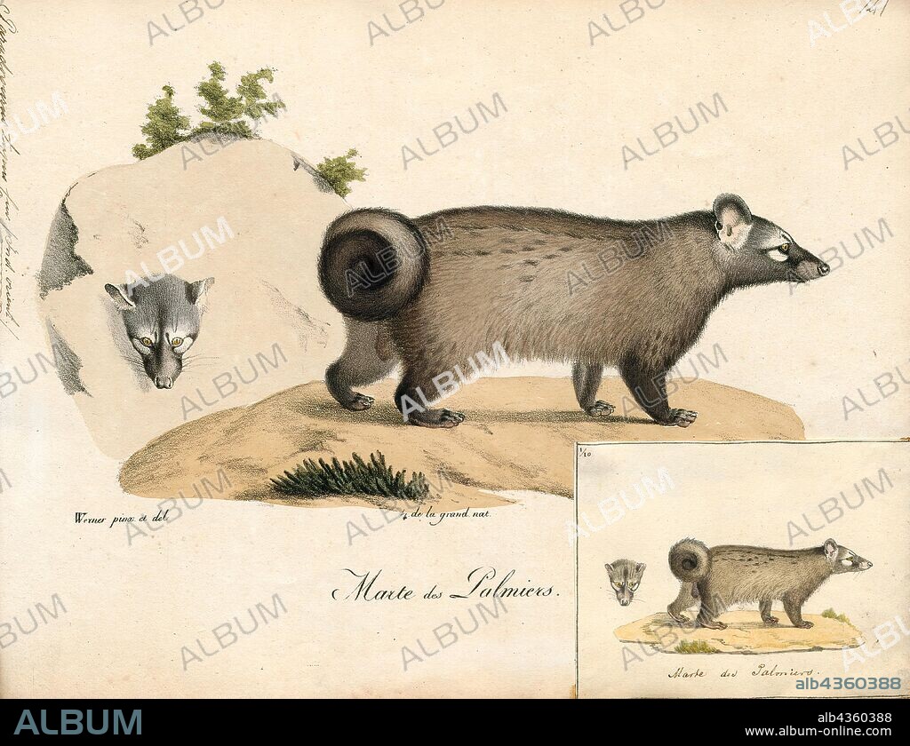 Paradoxurus typus, Print, The Asian palm civet (Paradoxurus hermaphroditus) is a small viverrid native to South and Southeast Asia. Since 2008, it is IUCN Red Listed as Least Concern as it is tolerant of a broad range of habitats. It is widely distributed with large populations that in 2008 were thought unlikely to be declining. In 2012, it was suggested that recent increases in capturing the animals for kopi luwak (civet coffee) production may constitute a significant threat to wild palm civet populations., 1700-1880.