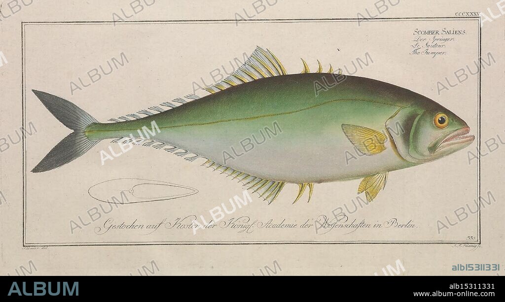 Ichtyologie, ou, Histoire naturelle, générale et particulière des poissons, A Berlin, Chez l'auteur, & chez François de la Garde libraire, 1785-1797. fishes, Germany, ichthyology, pictorial works, The illustration features a side view of a fish, showcasing its elongated body and vibrant coloration. The fish has a rounded head with distinct facial features, including a pronounced mouth and large eyes. Its scales exhibit a gradient of colors, transitioning from a deep green on the back to a lighter hue on the belly, accentuated by bright yellow accents near the fins. The dorsal fin is prominent, with sharp spines extending along the top of the body, while the fins and tail are illustrated with fine detail, emphasizing their shape and structure. Below the main depiction, there is a finely crafted line drawing of the same fish in a simplified form. The entire composition reflects a blend of scientific accuracy and artistic elegance,.