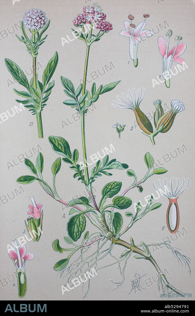 Valerian, Valeriana officinalis, Caprifoliaceae  /  Echter Baldrian, auch Großer Baldria, Valeriana officinalis, Gattung der Baldriane, Digital improved reproduction of an original print from the 19th century / digitale Reproduktion von einer Originalvorlage aus dem 19. Jahrhundert.