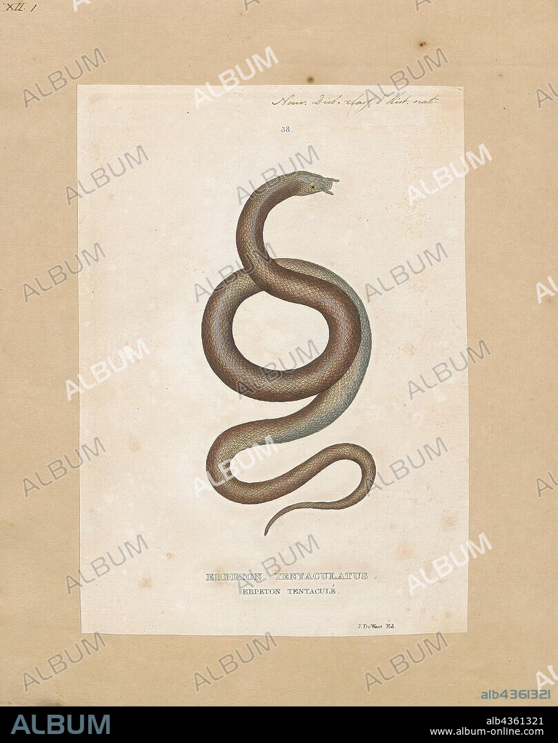 Erpeton tentaculatus, Print, The tentacled snake or tentacle snake (Erpeton tentaculatum), is a rear-fanged aquatic snake native to South-East Asia. It is the only species of its genus, Erpeton, and the two tentacles on its snout are a unique feature among snakes. The method it uses to catch fish has recently been a subject of research., 1700-1880.