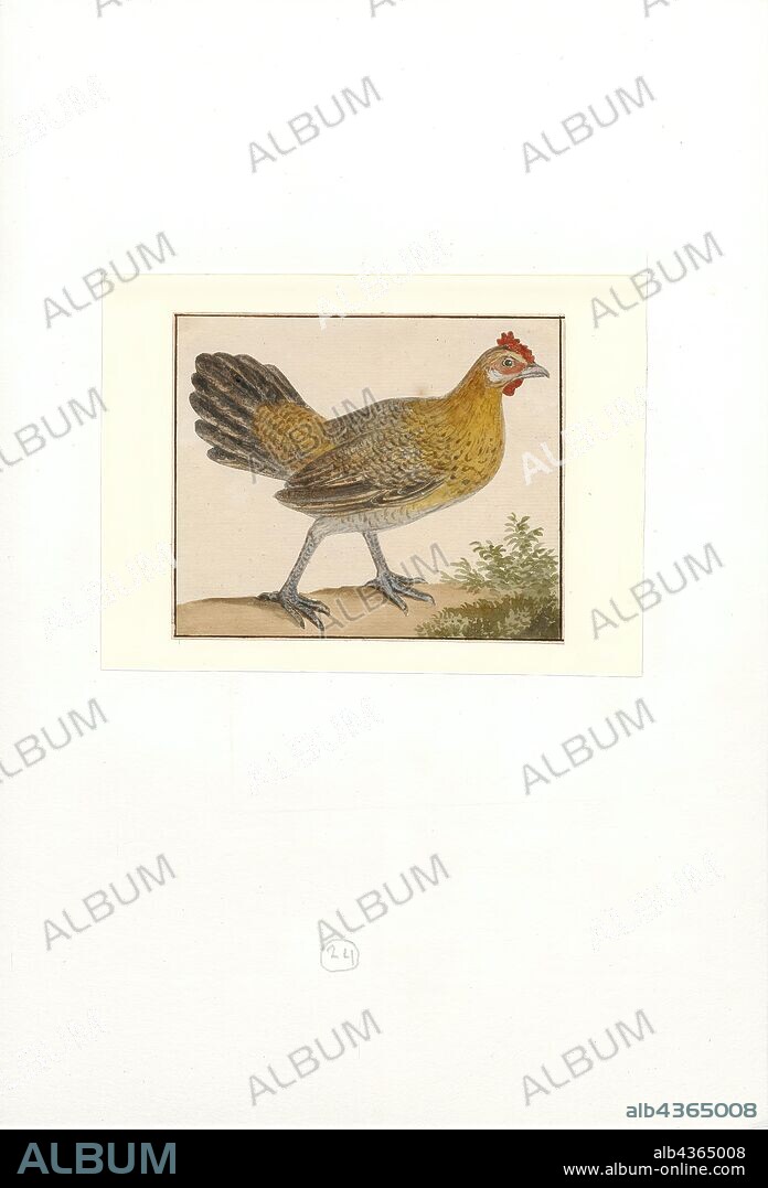 Gallus gallus domesticus, Print, The chicken (Gallus gallus domesticus) is a type of domesticated fowl, a subspecies of the red junglefowl (Gallus gallus). It is one of the most common and widespread domestic animals, with a total population of more than 19 billion as of 2011. There are more chickens in the world than any other bird or domesticated fowl. Humans keep chickens primarily as a source of food (consuming both their meat and eggs) and, less commonly, as pets. Originally raised for cockfighting or for special ceremonies, chickens were not kept for food until the Hellenistic period (4th–2nd centuries BC)., 1753-1834.