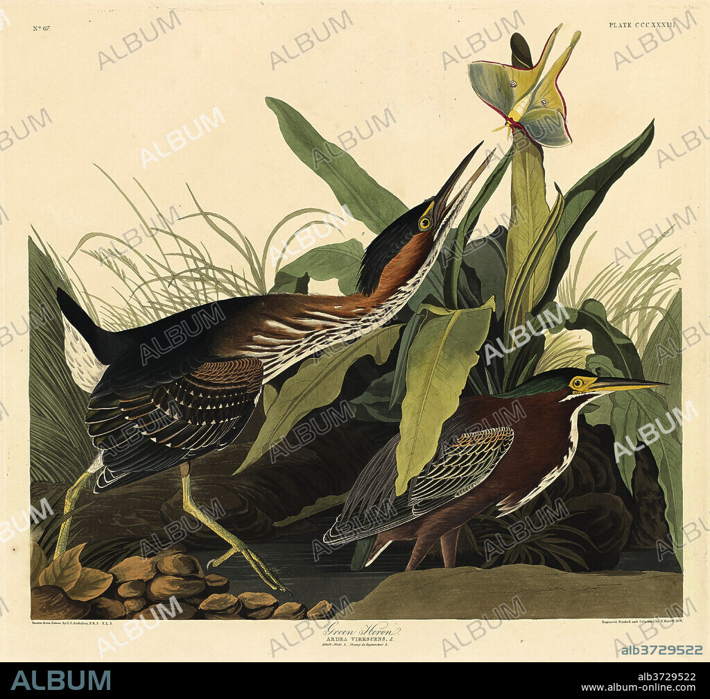 ROBERT HAVELL AFTER JOHN JAMES AUDUBON. Green Heron. Dated: 1836. Medium: hand-colored etching and aquatint on Whatman paper.