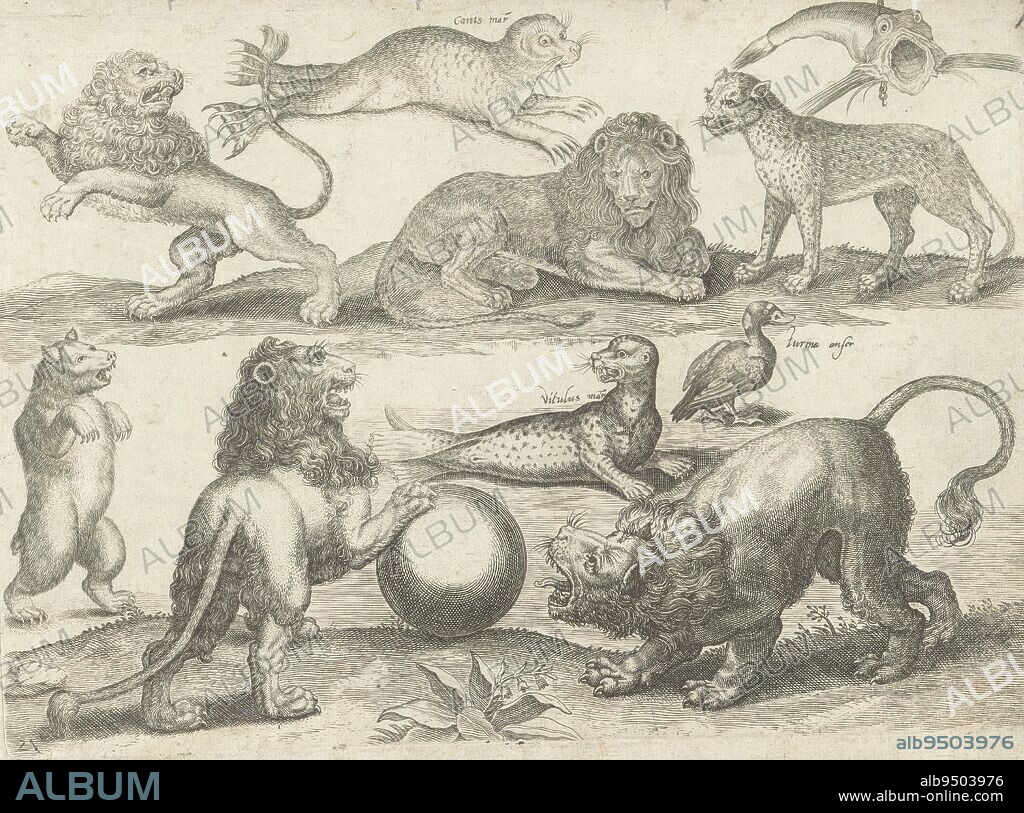 Study sheet with drawing examples: various animals, Drawing examples (series title), Twenty-first print from a series of drawing examples of unknown size. Study sheet showing various animals: four lions, a bear, a fish with hook through its gills, a seal and sea lion, an American Black Duck and a leopard ., print maker: Michael Snijders, publisher: Michael Snijders, after print by: Adriaen Collaert, Antwerp, 1610 - 1672, paper, engraving, height 183 mm × width 256 mm.