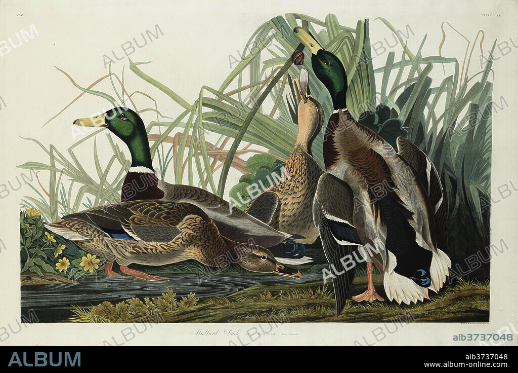 ROBERT HAVELL AFTER JOHN JAMES AUDUBON. Mallard Duck. Dated: 1834. Dimensions: plate: 65.4 x 97.2 cm (25 3/4 x 38 1/4 in.)  sheet: 68.3 x 68 cm (26 7/8 x 26 3/4 in.). Medium: hand-colored engraving and aquatint on Whatman wove paper.