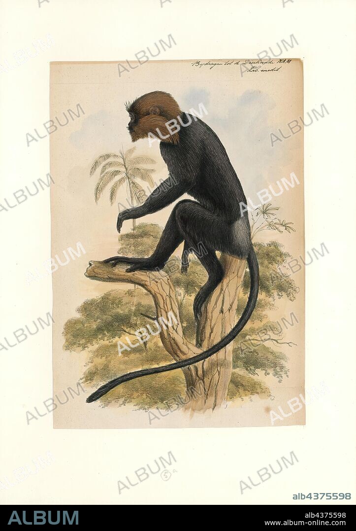 Semnopithecus johnii, Print, The Nilgiri langur (Semnopithecus johnii) is a langur (a type of Old World monkey) found in the Nilgiri Hills of the Western Ghats in South India. Its range also includes Kodagu in Karnataka, Kodayar Hills in Tamil Nadu, and many other hilly areas in Kerala and Tamil Nadu. This primate has glossy black fur on its body and golden brown fur on its head. It is similar in size and long-tailed like the gray langurs. Females have a white patch of fur on the inner thigh. It typically lives in troops of nine to ten monkeys. Its diet consists of fruits, shoots and leaves. The species is classified as vulnerable due to habitat destruction and poaching for its fur and flesh, the latter believed to have aphrodisiac properties., 1749-1842.