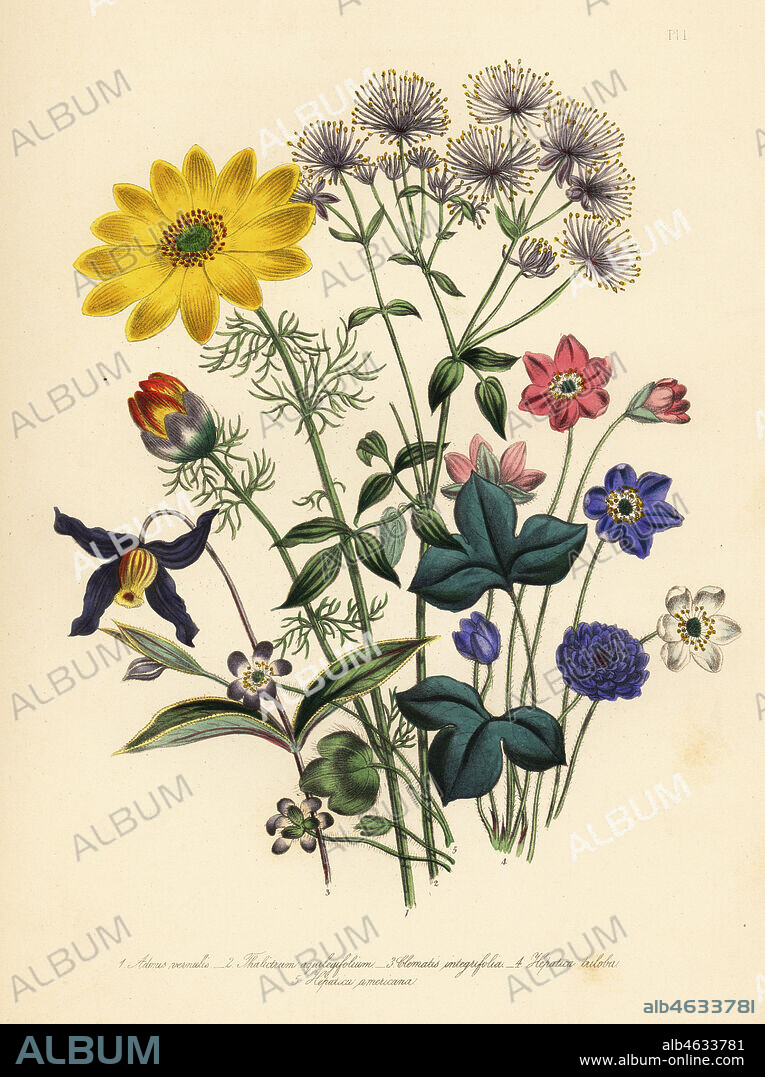 Spring adonis, Adonis vernalis, feathery columbine, Thalictrum aquilegifolium, entire-leaved clematis, Clematis integrifolia, common hepatica, Hepatica triloba, and American hepatica, Hepatica americana. Handfinished chromolithograph by Henry Noel Humphreys after an illustration by Jane Loudon from Mrs. Jane Loudon's Ladies Flower Garden of Ornamental Perennials, William S. Orr, London, 1849.