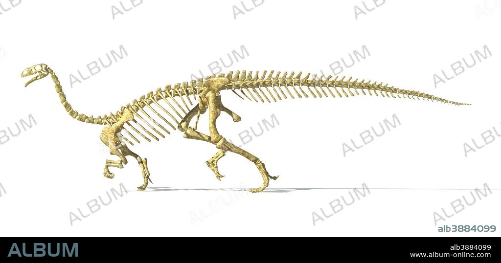 3D rendering of a Plateosaurus dinosaur skeleton, side view.