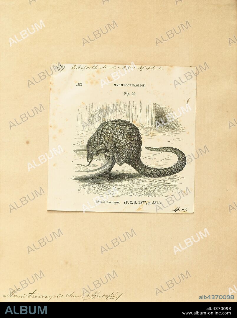 Manis tricuspis, Print, The tree pangolin (Phataginus tricuspis) is one of eight extant species of pangolins ("scaly anteaters"), and is native to equatorial Africa. Also known as the white-bellied pangolin or three-cusped pangolin, it is the most common of the African forest pangolins., 1700-1880.