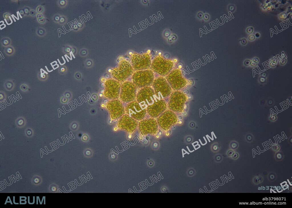 Light micrograph (LM) of green algae in the genus Pediastrum (living), family Hydrodictyaceae. Members of this genus are nonmotile coenobial algae that live in freshwater environments. Phase contrast. Magnification 100x at 35mm.