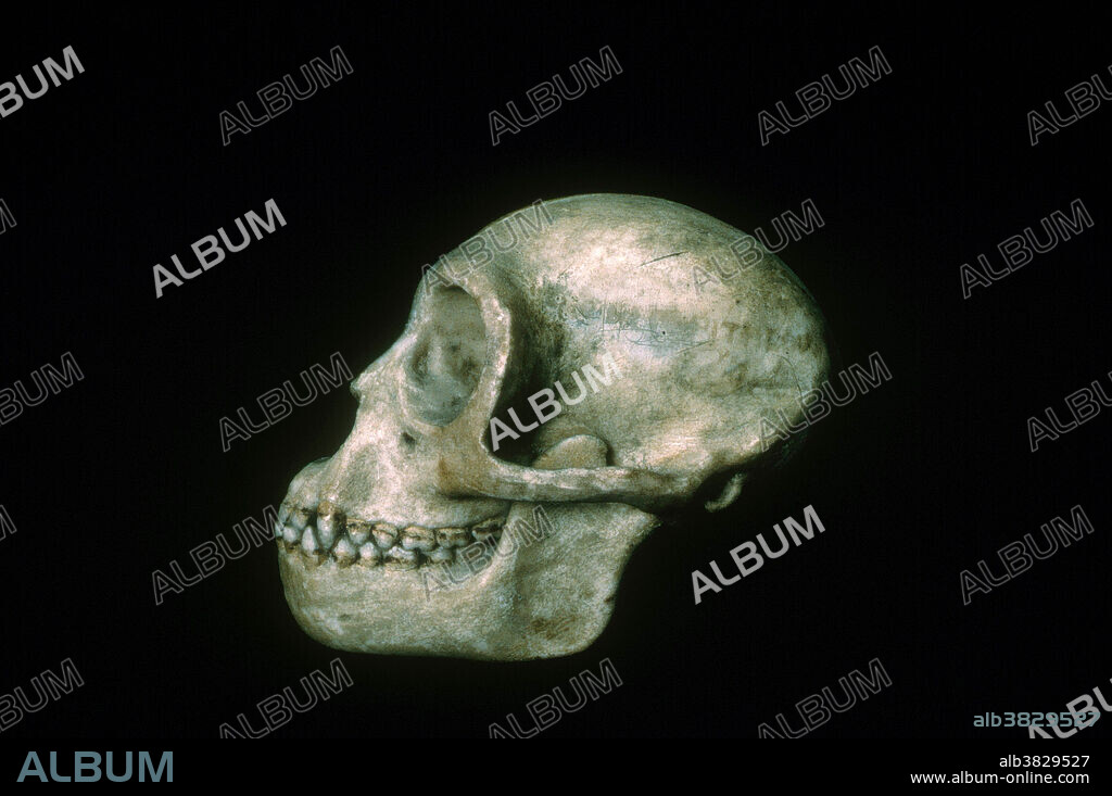 The skull of a Propliopithecus, an extinct genus of ape from the Oligocene era (the third epoch of the Tertiary Period, from about 37 to 24 million years ago). This primitive anthropoid was a creature that resembled today's gibbons.