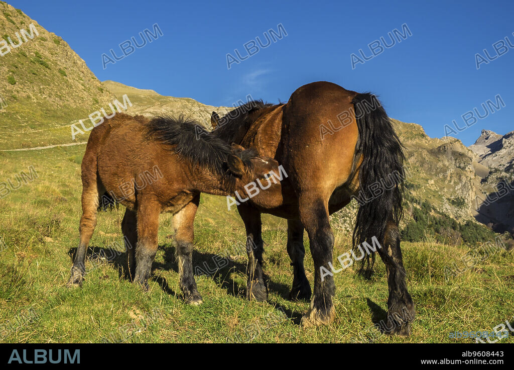 yegua amamantando un potro, Linza, Parque natural de los Valles Occidentales, Huesca, cordillera de los pirineos, Spain, Europe.