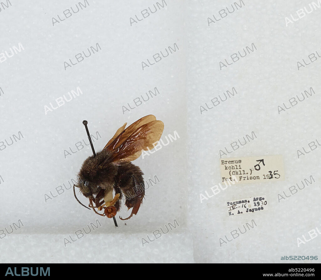 Tucuman, Argentina, Bombus (Fervidobombus) morio (Swederus), Animalia, Arthropoda, Insecta, Hymenoptera, Apidae, Apinae.