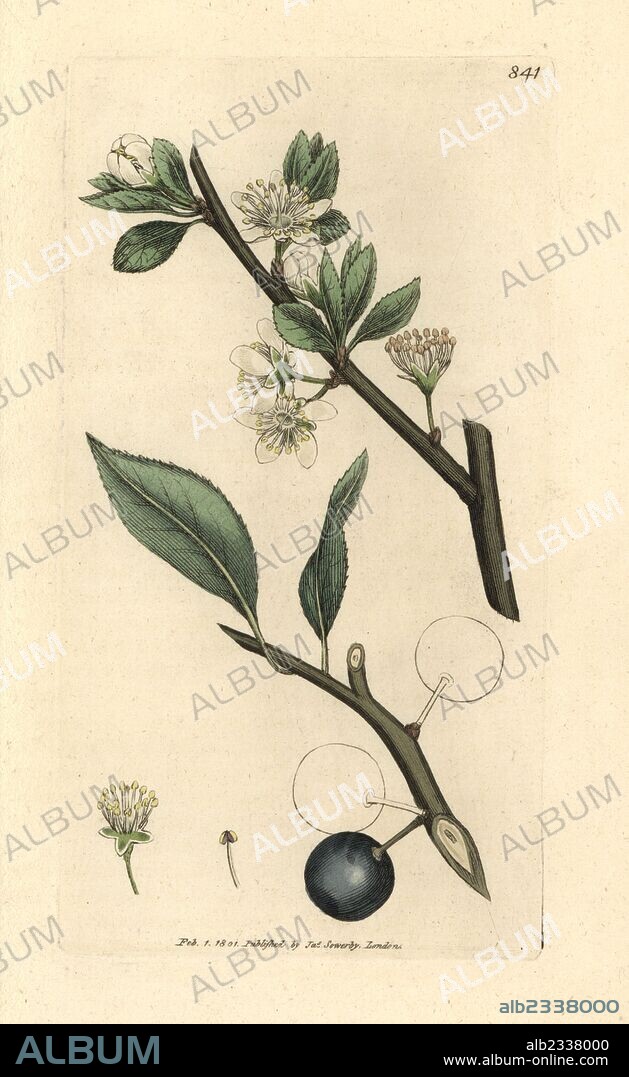 Damson plum or wild bullace tree, Prunus domestica subsp. insititia (Prunus insititia). Handcoloured copperplate engraving after a drawing by James Sowerby for James Smith's English Botany, 1801.