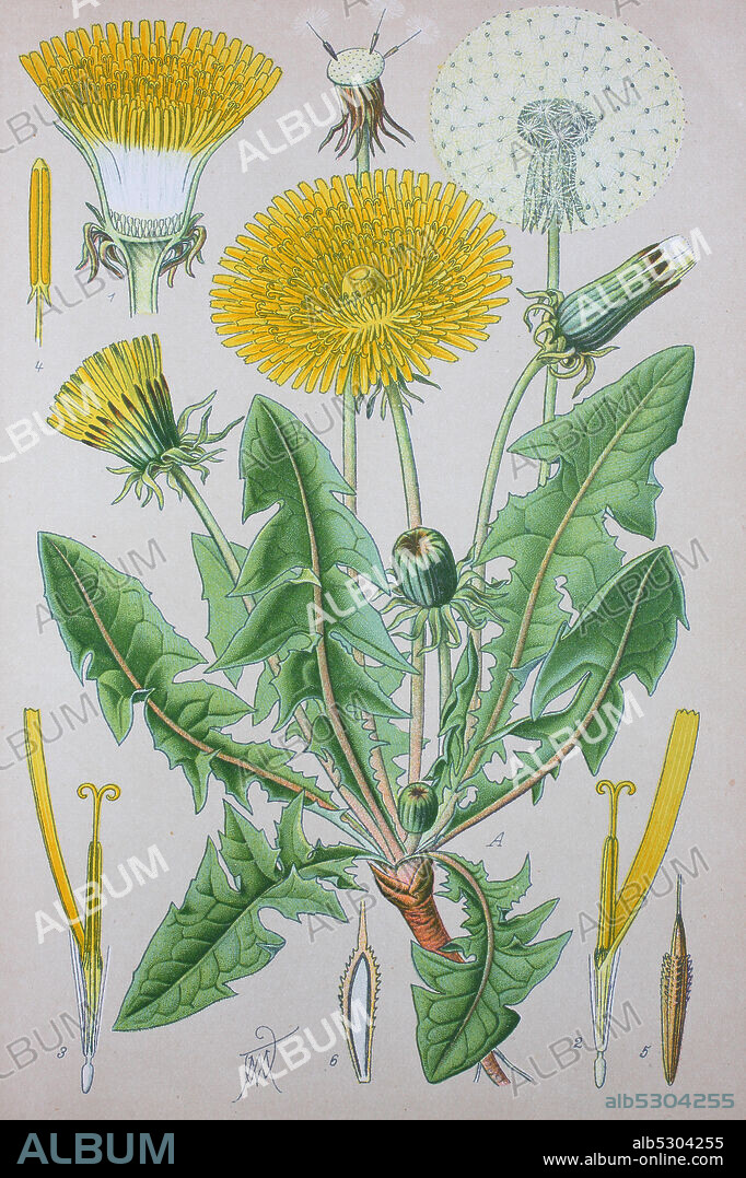 Taraxacum officinale, the common dandelion, family Asteraceae, Compositae  /  Gewöhnliche Löwenzahn, Taraxacum sect. Ruderalia, Gattung Löwenzahn, Digital improved reproduction of an original print from the 19th century / digitale Reproduktion von einer Originalvorlage aus dem 19. Jahrhundert.