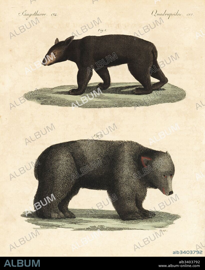 American black bear, Ursus americanus 1, and brown bear, Ursus arctos 2. Copied from illustrations by Louis Chloris. Handcoloured copperplate engraving by A. Neuss from Friedrich Johann Bertuch's Bilderbuch fur Kinder (Picture Book for Children), Weimar, 1823.