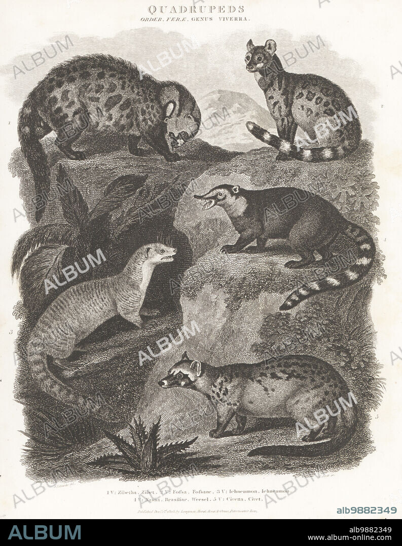 Large Indian civet or zibet, Viverra zibetha 1, Malagasy civet, fossane, or fanaloka, Fossa fossana 2, Egyptian mongoose or ichneumon, Herpestes ichneumon 3, South American coati, Nasua nasua 4, and African civet, Civettictis civetta 5. Copperplate engraving by J. Scott after Sydenham Edwards from Abraham Rees' Cyclopedia or Universal Dictionary of Arts, Sciences and Literature, Longman, Hurst, Rees, Orme, Paternoster Row, London, December 1, 1808.