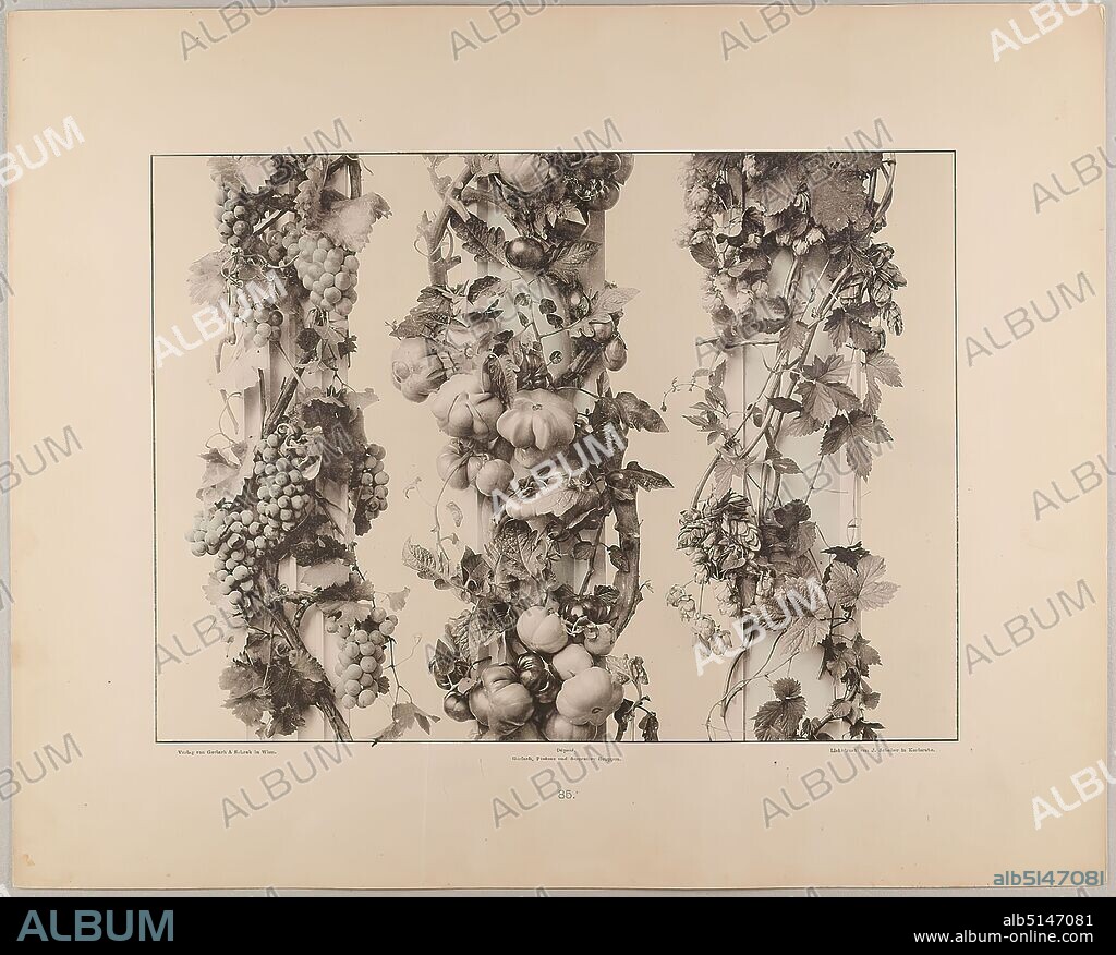 Martin Gerlach, J. Schober, Verlag Gerlach und Schenk, thread of wine, apple of paradise and wild hops, Staatliche Landesbildstelle Hamburg, collection on the history of photography, paper, collotype, sheet size: height: 40.10 cm; width: 32.10 cm, inscribed: recto: Verlag von Gerlach & Schenk in Vienna, Déposé. Gerlach, Festons and decorative groups, collotype by J. Schober in Karlsruhe. Numbering, Landesbildstelle, handwritten inv. no, photography, plants and herbs.