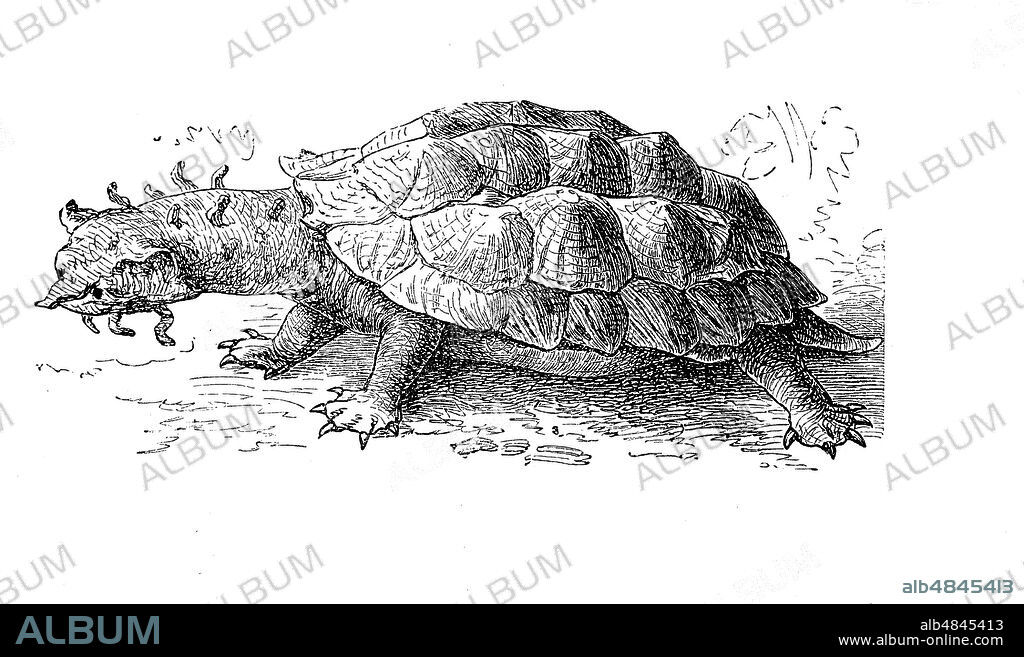 Fransenschildkröte, mata mata, mata-mata, or matamata, Chelys fimbriata, digital improved reproduction of an original print from the year 1881.