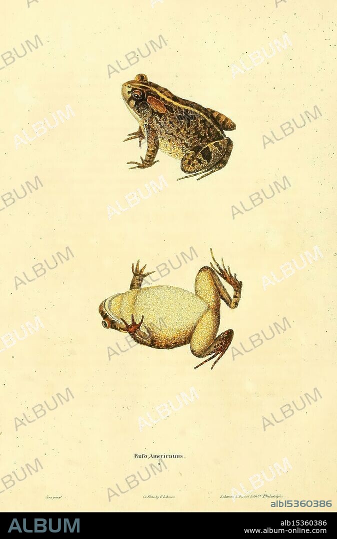 This artwork features two distinct species of frogs prominently displayed in a scientific illustration style. The top frog is characterized by its earthy, mottled brown coloration, showcasing its textured skin and robust physique, perfect for camouflage in natural habitats. The bottom frog presents a contrasting, paler appearance with a smoother texture, depicting its unique anatomical features. Below both illustrations, the title 'Buffo Americanus' identifies the species, adding a scholarly touch to this detailed depiction of amphibian diversity. The overall presentation emphasizes the artistry of biological illustration, capturing the essence of two fascinating frog species.