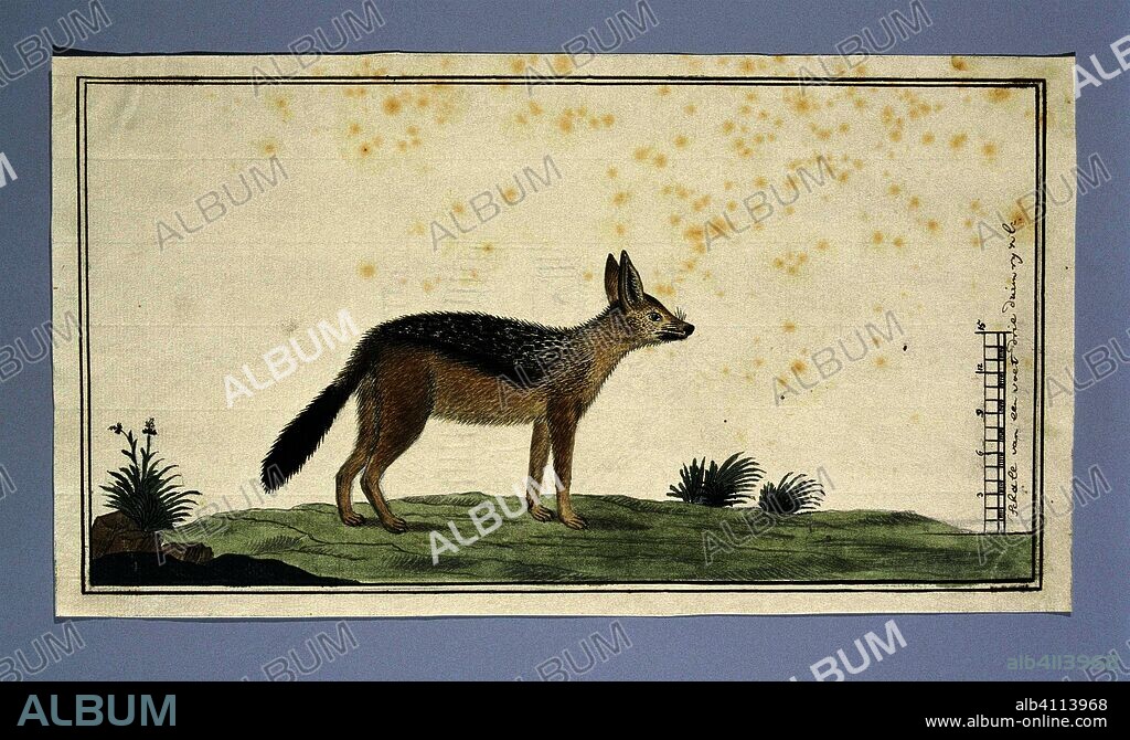 Canis mesomelas (Black-backed jackal). Draughtsman: Robert Jacob Gordon. Dating: 1773 - 1786. Measurements: h 660 mm × w 480 mm; h 162 mm × w 300 mm; h 145 mm × w 277 mm.