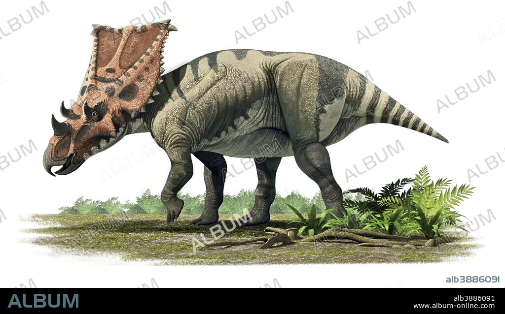 Chasmosaurus belli, a ceratopsian from the Maastrichtian (Late Cretaceous) of North America.
