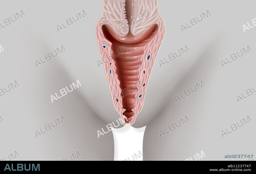 Frontal cross-section illustration of a vagina.
