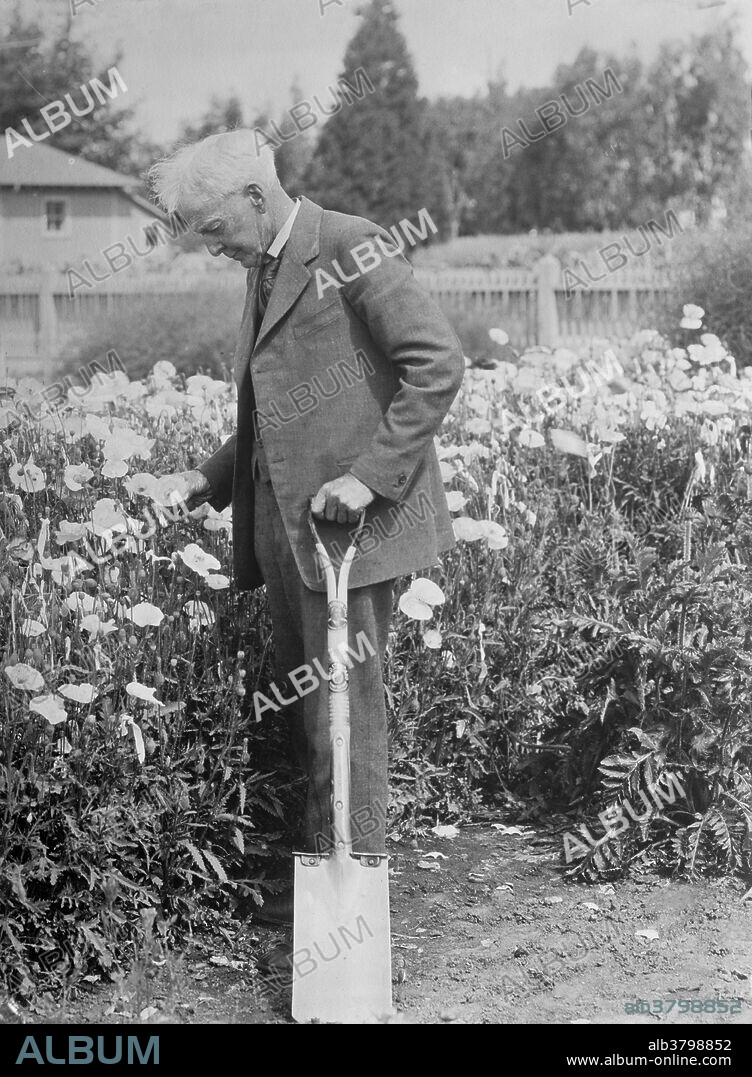 Luther Burbank (March 7, 1849 - April 11, 1926) was an American botanist, horticulturist and a pioneer in agricultural science. He developed more than 800 strains and varieties of plants over his 55-year career. Burbank's varied creations included fruits, flowers, grains, grasses, and vegetables. His most successful strains and varieties include the Shasta daisy, the Fire poppy, the July Elberta peach, the Santa Rosa plum, the Flaming Gold nectarine, the Wickson plum, the Freestone peach, and the white blackberry. Burbank experimented with a variety of techniques such as grafting, hybridization, and cross-breeding. In 1926 Burbank suffered a heart attack, became ill with gastrointestinal complications and died soon after at the age of 77. His last words were: "I don't feel good." In 1986, Burbank was inducted into the National Inventors Hall of Fame.