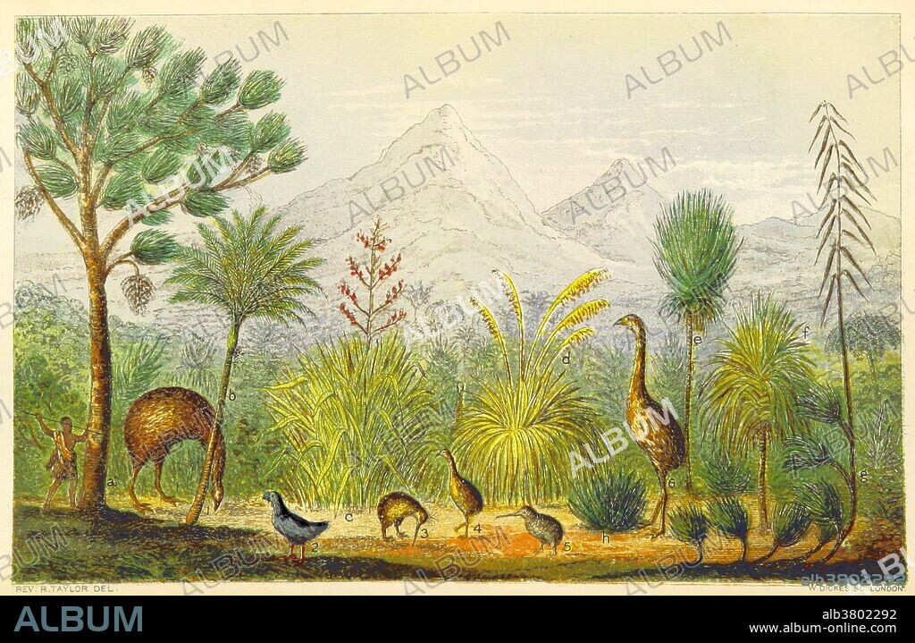 "New Zealand fauna past and present," from "'Te Ika a Maui, or, New Zealand and its Inhabitants," 1870, including the indigenous moa, kiwi, and a takahe (second from left). The person at far left is a maori hunter, with his spear aimed at a moa. Moa were nine species of flightless birds endemic to New Zealand; extinction occurred around 1440, primarily due to overhunting by Maori. The takahe, Notornis, or South Island takahe (Porphyrio hochstetteri) is a flightless bird indigenous to New Zealand and belonging to the rail family. It was thought to be extinct after the last four known specimens were taken in 1898. However, after a carefully planned search effort the bird was rediscovered by Geoffrey Orbell near Lake Te Anau in the Murchison Mountains, South Island, on 20 November 1948. Kiwi are flightless birds native to New Zealand, in the genus Apteryx and family Apterygidae. At around the size of a domestic chicken, kiwi are by far the smallest living ratites (which also consist of ostriches, emus, rheas, and cassowaries), and lay the largest egg in relation to their body size of any species of bird in the world.