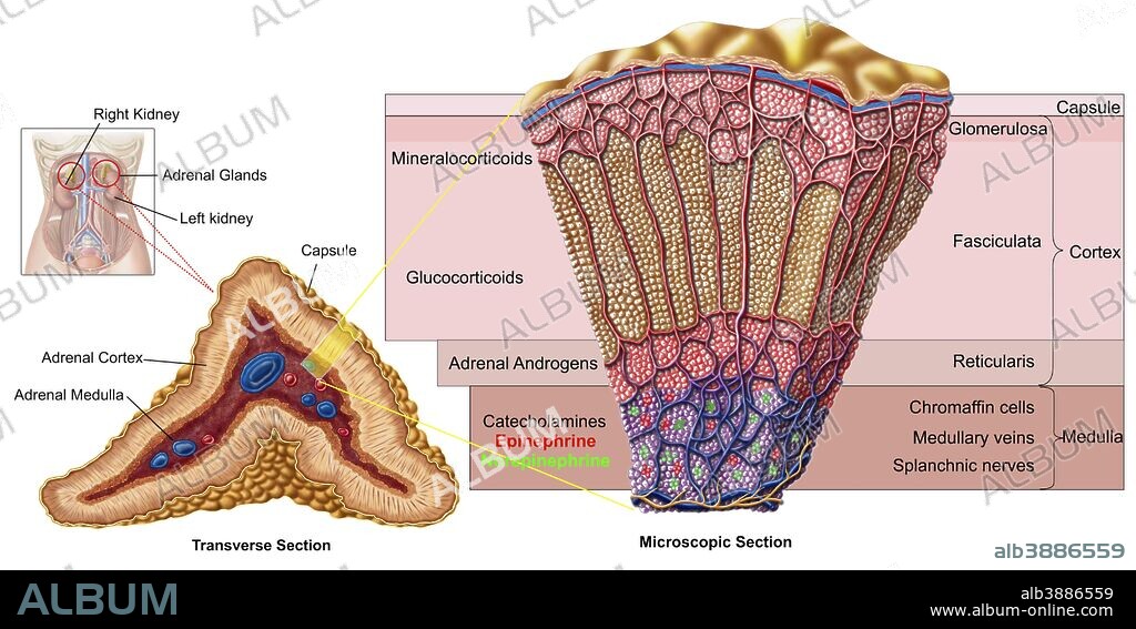 Anatomy of adrenal gland, cross section.