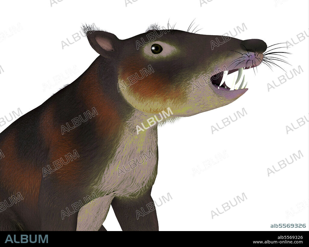 Cronopio mammal headshot, with white background. Cronopio is an extinct carnivorous mammal that lived in South America during the Cretaceous Period.