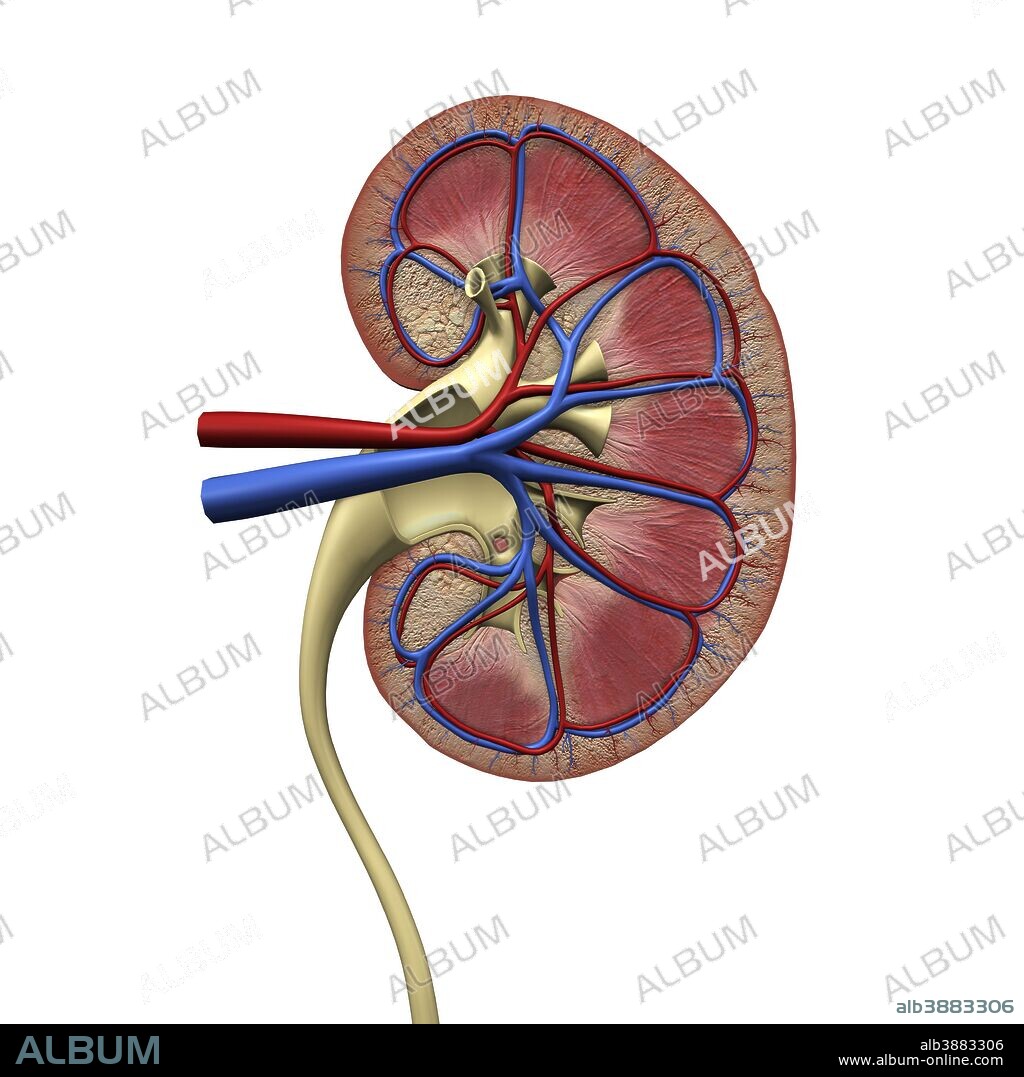Human kidney anatomy, cross section.