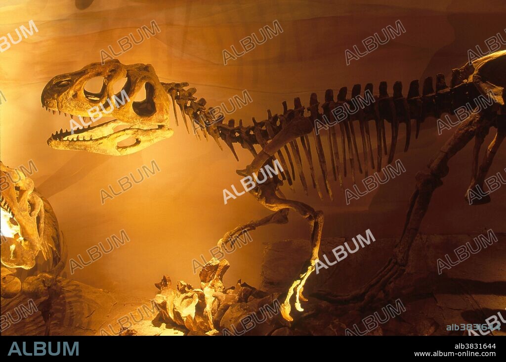Piatnitzkysaurus floresi, a theropod dinosaur from the Middle Jurassic Period, about 165 million years ago. Found in Chubut, Argentina, this skeleton is now in the Museum of Paleontology Egidio Feruglio in Trelew, Argentina.