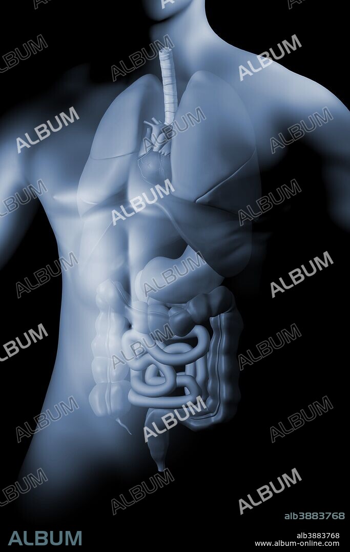 Male body with internal organs.