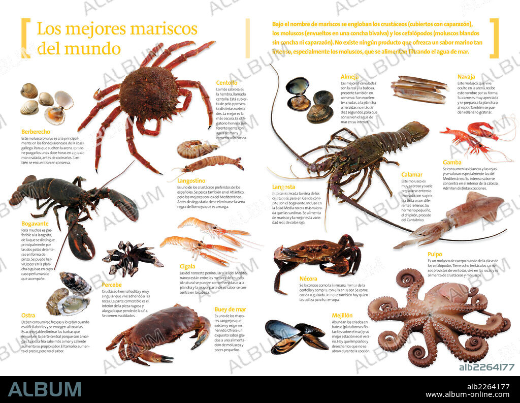 Los mejores mariscos del mundo. Infografía sobre los diferentes tipos de mariscos propios de la gastronomía española.