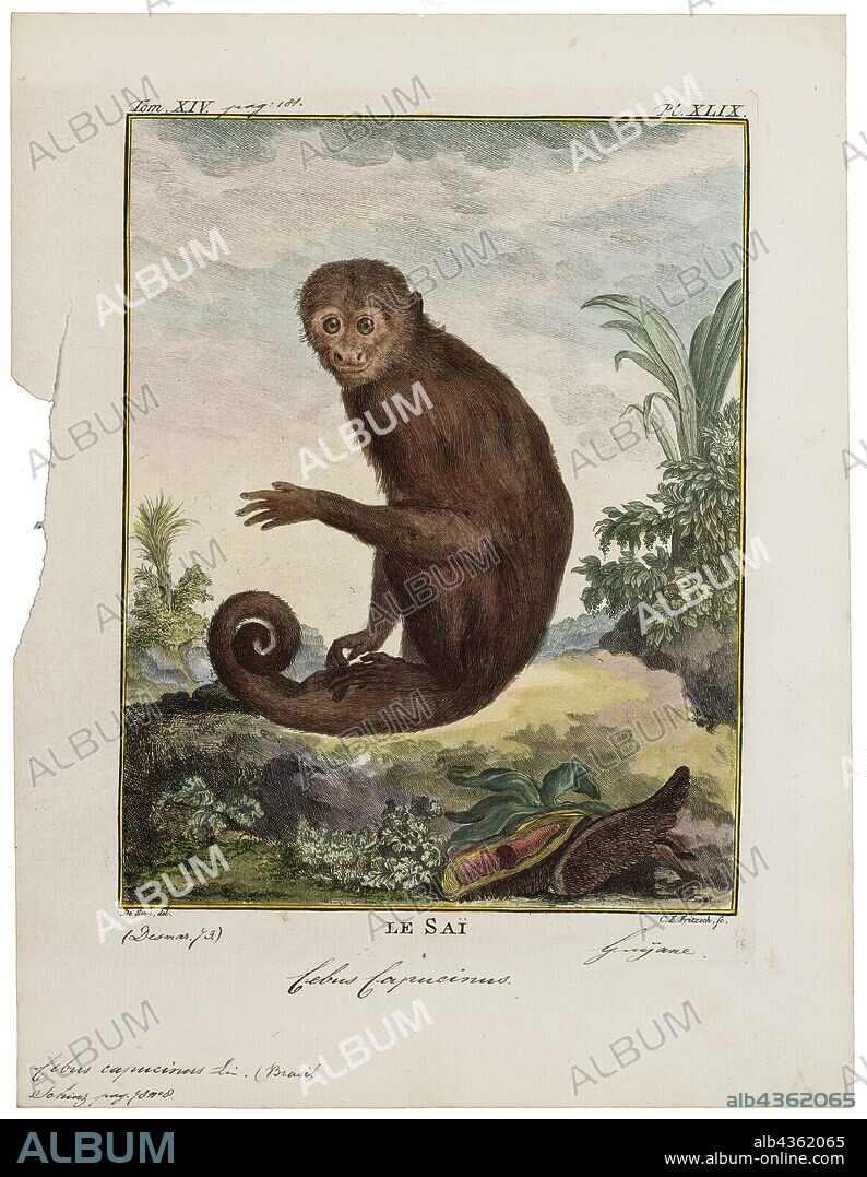 Cebus capucinus, Print, The Colombian white-faced capuchin (Cebus capucinus), also known as the Colombian white-headed capuchin or Colombian white-throated capuchin, is a medium-sized New World monkey of the family Cebidae, subfamily Cebinae. It is native to the extreme eastern portion of Panama and the extreme north-western portion of South America in western Colombia and northwestern Ecuador., 1700-1880.