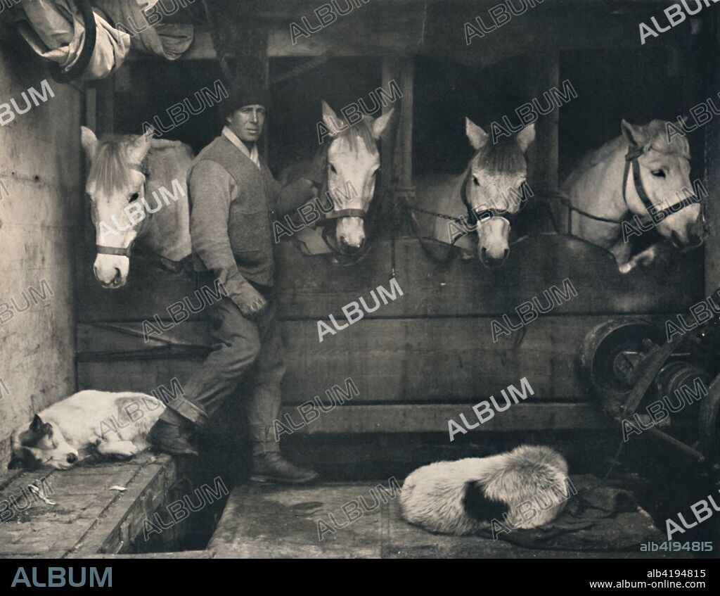 'Captain Oates, on the "Terra Nova" with the Siberian Ponies', c1911, (1914). British Antarctic explorer Lawrence 'Titus' Oates (1880-1912) with expedition ponies and dogs. Captain Robert Falcon Scott, leader of the Terra Nova Expedition, together with Oates and two others, reached the geographic  South Pole on 17 January 1912, only to find that the Norwegian expedition under Amundsen had beaten them to their objective by a month. Oates, suffering from gangrene and frostbite, walked from his tent into a blizzard. His death is seen as an act of heroic self-sacrifice - aware that his ill health was compromising his three companions' chances of survival, he chose certain death. Delayed by blizzards, and running out of supplies, Scott and the remainder of his team died at the end of March. From "Bibby's Annual 1914", edited by Joseph Bibby. [J. Bibby & Sons, London, 1914].