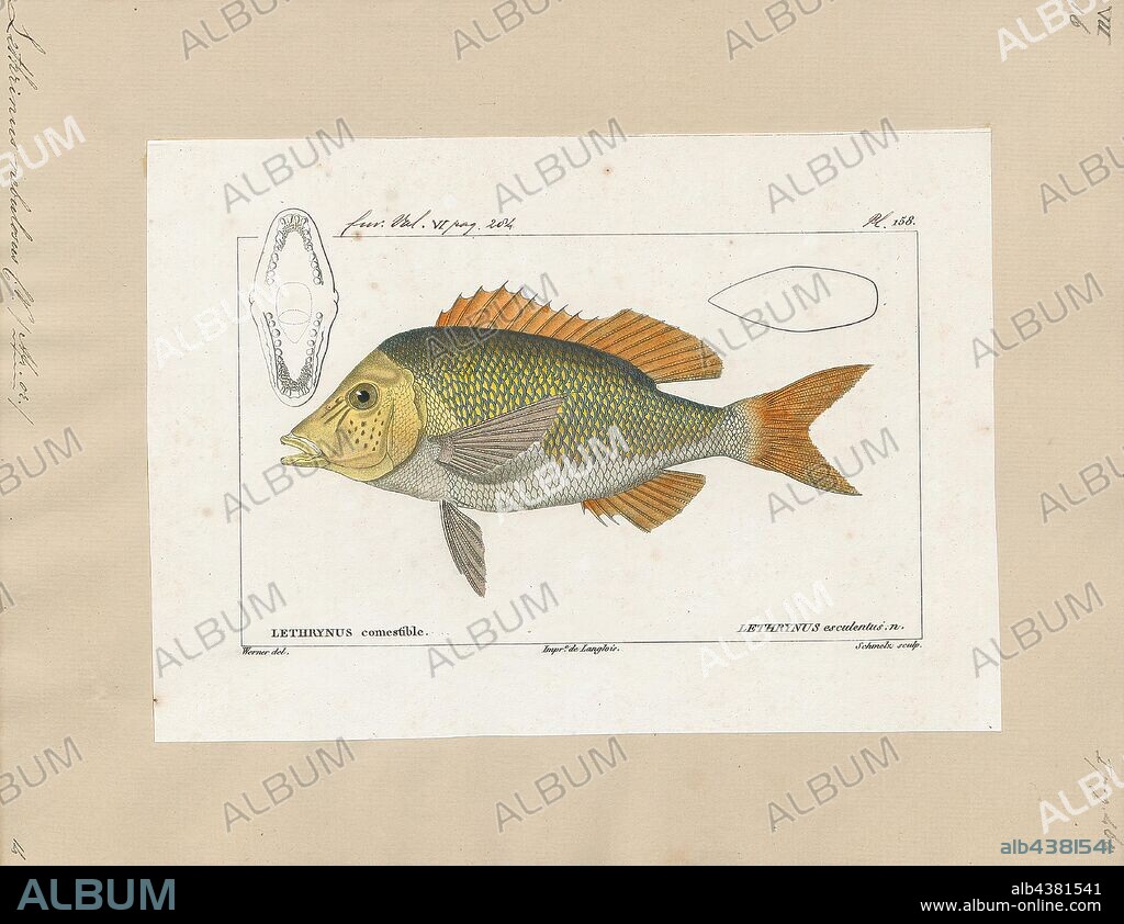 Lethrinus nebulosus, Print, Lethrinus nebulosus is a species of emperor fish. Common names include spangled emperor, green snapper, morwong, north-west snapper, sand bream, sand snapper, sixteen-pounder, and yellow sweetlip., 1700-1880.
