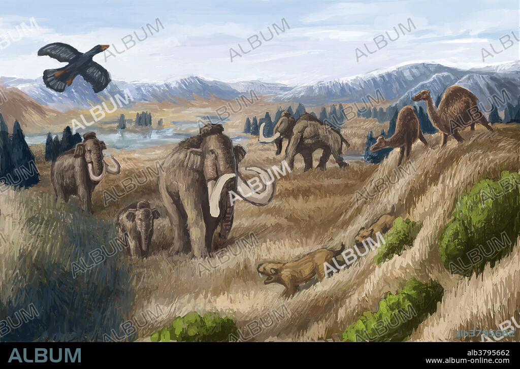Artist's impression of a Tertiary period landscape. This period extended from 65 to about 2 million years ago and is divided into five epochs: the Paleocene, Eocene, Oligocene, Miocene and Pliocene. Dinosaurs died out early on in the Tertiary and mammals progressed rapidly. Anthropoid apes appeared, and towards the end the present forms of the continents developed. There was considerable volcanic activity, and it is thought that the Himalayas (amongst other mountain ranges) originate from the Miocene epoch. Temperatures dropped signalling the beginning of the ice-ages at the end of the Pliocene. Some animals pictured include, oreodont (Promerycochoerus), camel (Stenomylus), and group of elephants, and a bird.