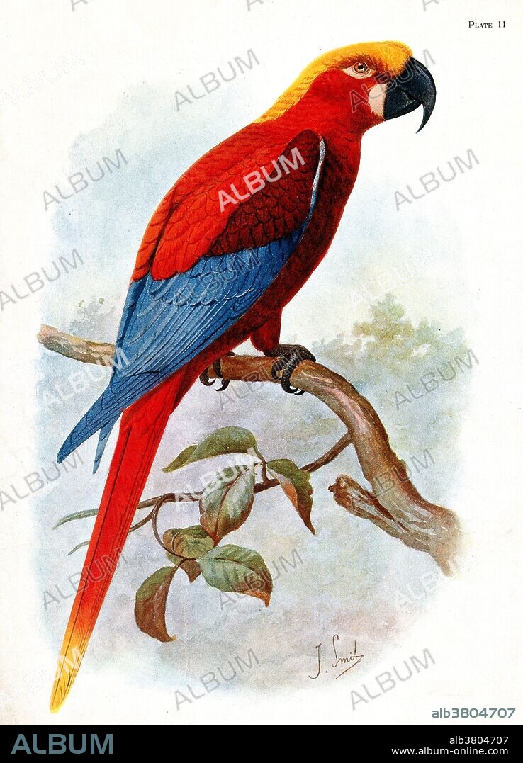 Hypothetical restoration of a Jamaican red macaw by Joseph Smit, 1907. The only reported specimen was shot on Jamaica around 1765, and was later seen by a Dr. Robertson when it was stuffed. It is now lost. Roberton sent a description of it to Philip Henry Gosse, who published his own description in 1847.
