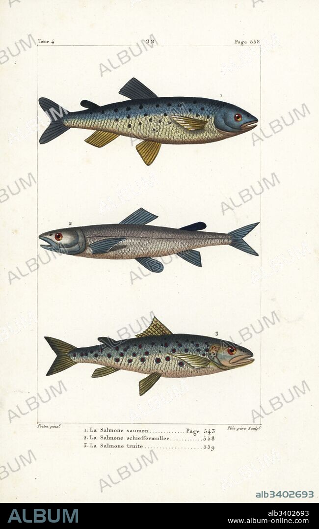 Atlantic salmon, Salmo salar 1, silver salmon, Salmo schiefermuelleri (extinct) 2, and sea trout, Salmo trutta 3. Handcoloured copperplate engraving by Plee Sr. after an illustration by Jean-Gabriel Pretre from Bernard Germain de Lacepede's Natural History of Oviparous Quadrupeds, Snakes, Fish and Cetaceans, Eymery, Paris, 1825.
