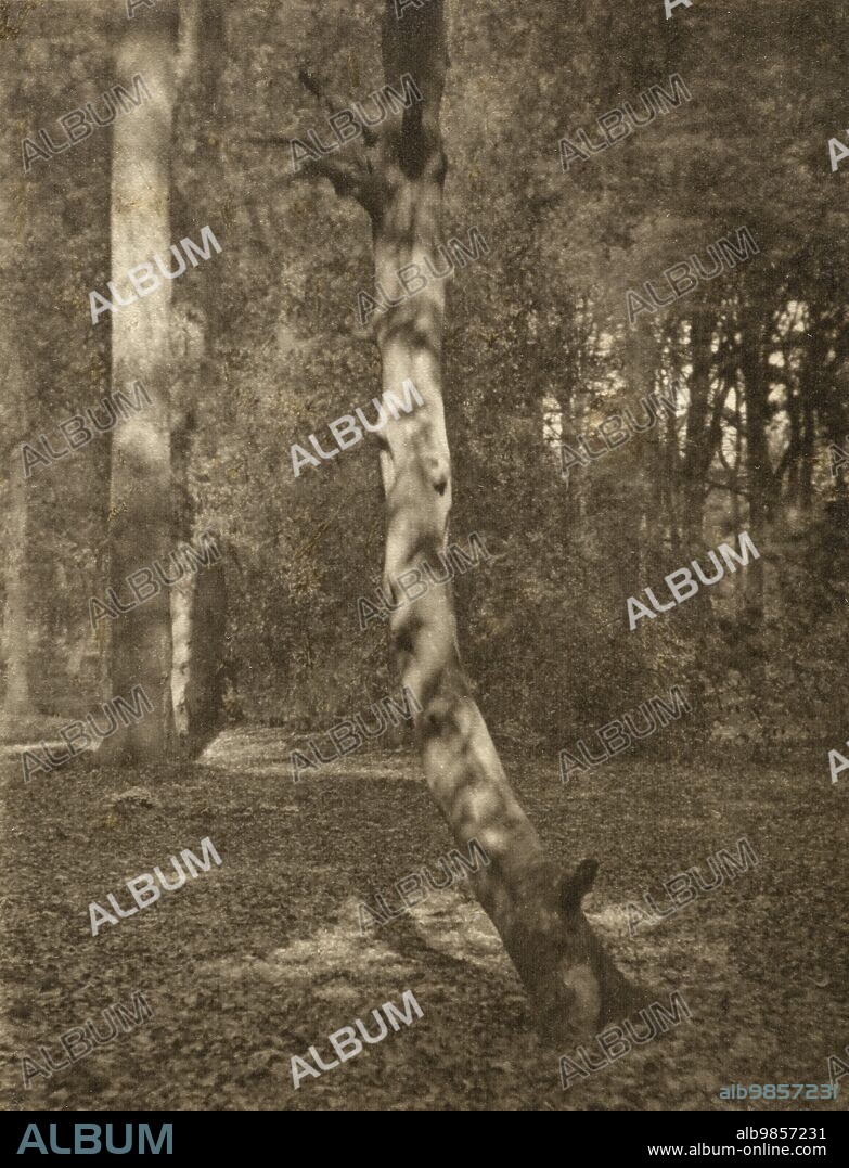 FREDERICK HENRY EVANS. In Deerleap Woods, Printed 1900 circa.