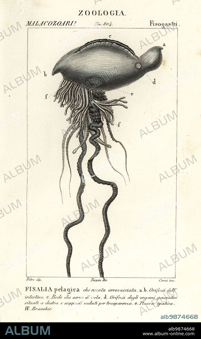 Portuguese man o' war, Physalia physalis (Fisalia pelagica). Handcoloured copperplate stipple engraving from Antoine Laurent de Jussieu's Dizionario delle Scienze Naturali, Dictionary of Natural Science, Florence, Italy, 1837. Illustration engraved by Corsi, drawn by Jean Gabriel Pretre and directed by Pierre Jean-Francois Turpin, and published by Batelli e Figli. Turpin (1775-1840) is considered one of the greatest French botanical illustrators of the 19th century.