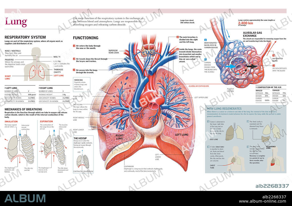 PULMON. Infografía de las partes y funcionamiento del pulmón, el mecanismo de la respiración y su función en el aparato respiratorio.