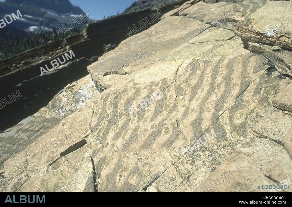 Ancient ripple marks in the Proterozoic Helena Formation limestone, Glacier National Park, Montana, near Lunch Creek.