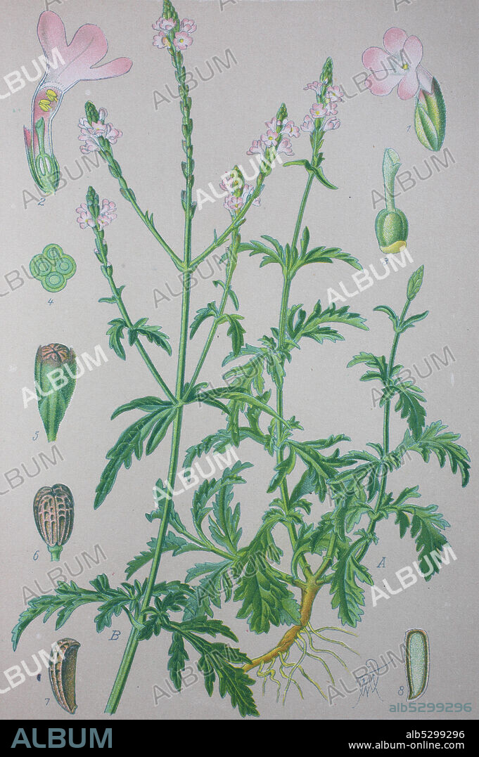 Verbena officinalis, common vervain, common verbena  /  Echtes Eisenkraut, Taubenkraut, Katzenblutkraut, Sagenkraut oder Wunschkraut, Pflanzenart, die zur Gattung der Verbenen, Verbena, gehört, Digital improved reproduction of an original print from the 19th century / digitale Reproduktion von einer Originalvorlage aus dem 19. Jahrhundert.