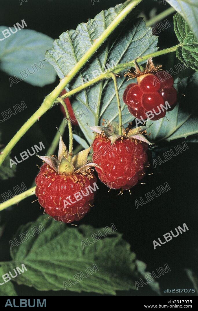Botany - Rosaceae. Red raspberry (Rubus idaeus). Fruits.