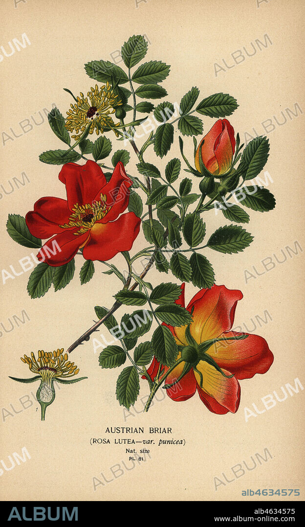 Austrian briar rose, Rosa lutea var. punicea. Chromolithograph from an illustration by Desire Bois from Edward Steps Favourite Flowers of Garden and Greenhouse, Frederick Warne, London, 1896.