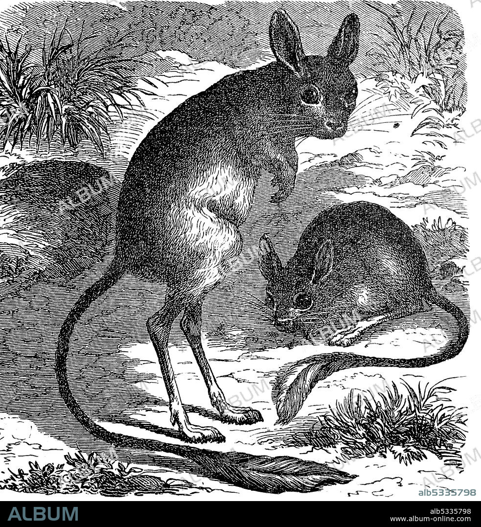 Greater Egyptian jerboa, Jaculus orientalis  /  Große Wüstenspringmaus, Jaculus orientalis, Historisch, historical, digital improved reproduction of an original from the 19th century / digitale Reproduktion einer Originalvorlage aus dem 19. Jahrhundert,.
