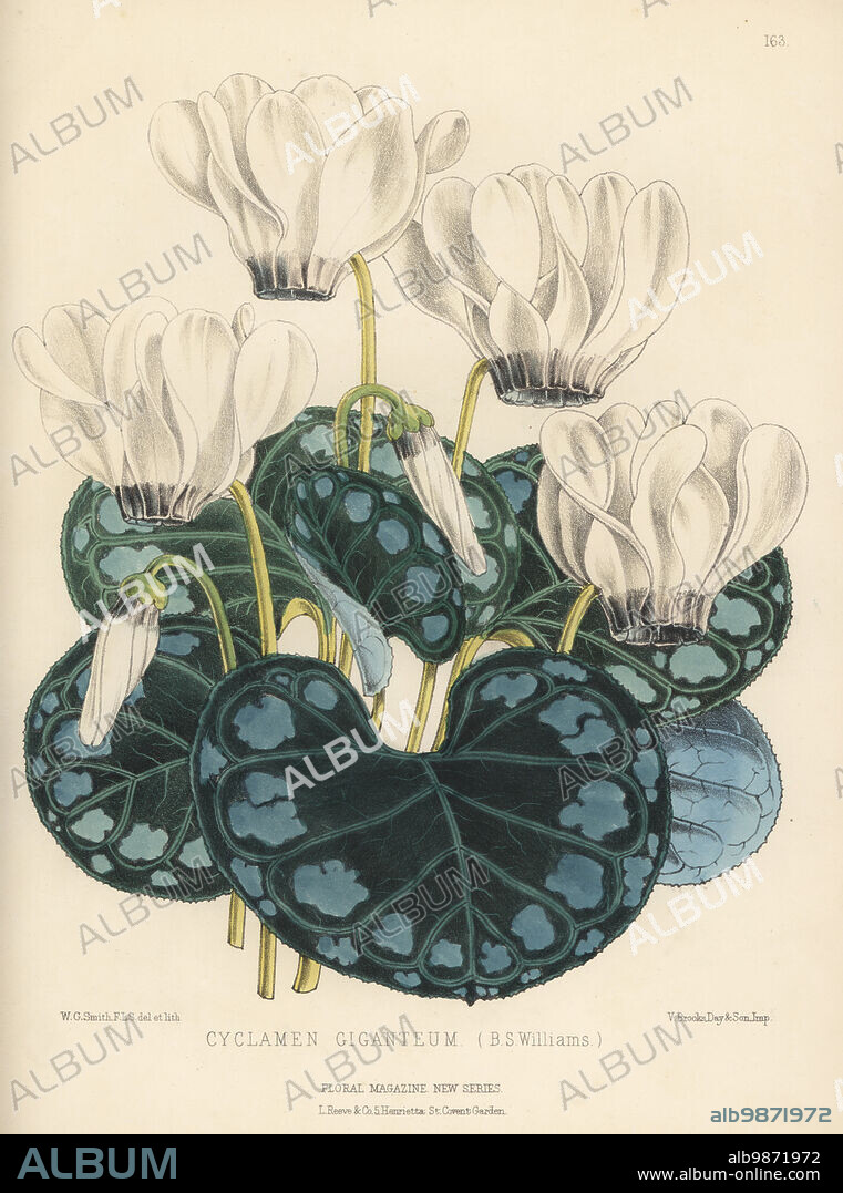 Giant cyclamen cultivar, Cyclamen persicum var. giganteum. Raised at Bernard Samuel Williams' Nursery, Upper Holloway. Cyclamen giganteum (B.S. Williams). Handcolored botanical illustration drawn and lithographed by Worthington George Smith from Henry Honywood Dombrain's Floral Magazine, New Series, Volume 4, L. Reeve, London, 1875. Lithograph printed by Vincent Brooks, Day & Son.